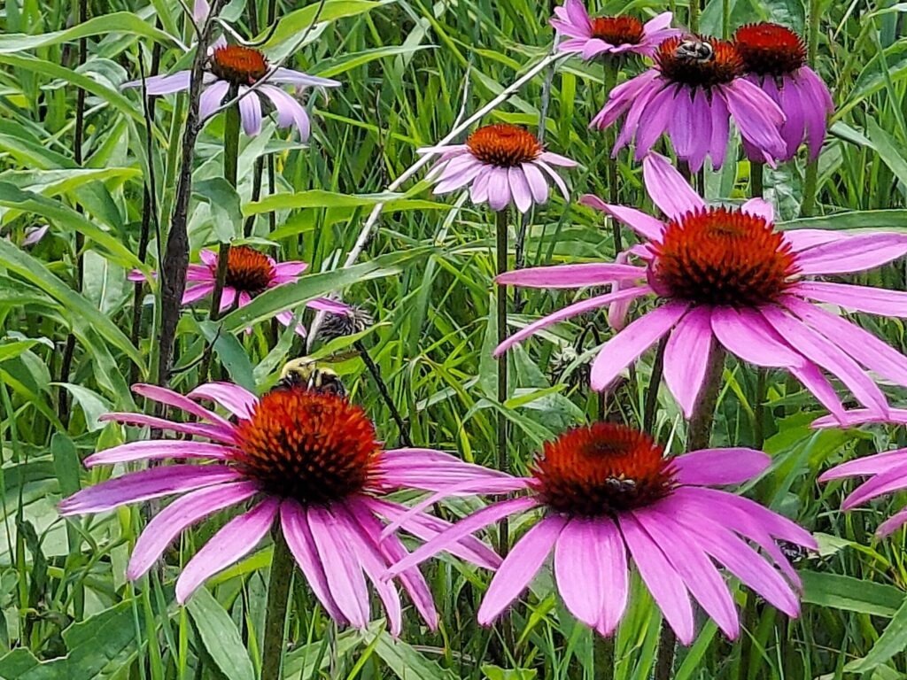 Coneflowers 1024x768